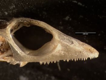 Media type: image;   Herpetology R-152481